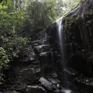 Explorando a Floresta da Tijuca com trilha e piquenique