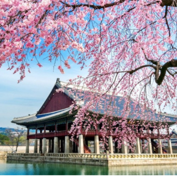 Agência Nature Turismo convida para a primavera das cerejeiras no Japão e Coreia do Sul